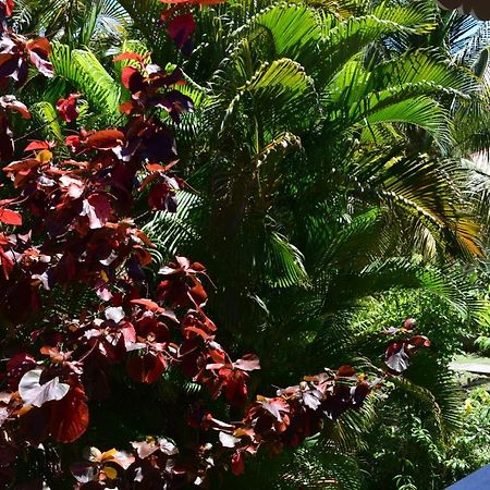 Jardin Sur Mer Terre-De-Haut Buitenkant foto